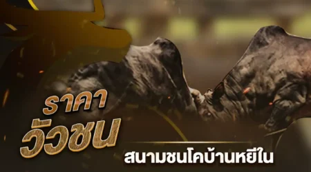 ผลวัวชน 03 กันยายน 2567