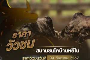 ราคาวัวชน 04 กันยายน 2567