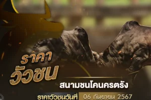 ราคาวัวชน 06 กันยายน 2567