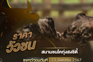 ราคาวัวชน 13 กันยายน 2567