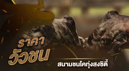 ราคาวัวชน 13 กันยายน 2567