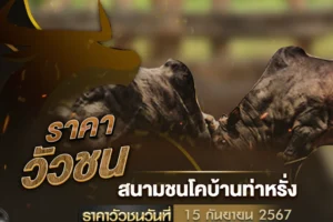 ราคาวัวชน 15 กันยายน 2567