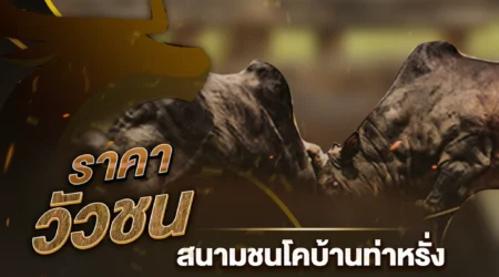 ราคาวัวชน 15 กันยายน 2567