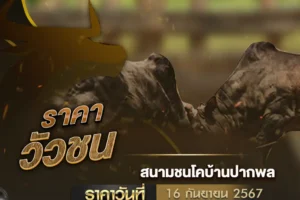 ราคาวัวชน 16 กันยายน 2567