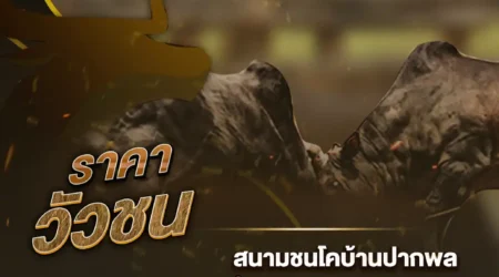 ราคาวัวชน 16 กันยายน 2567