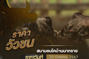 ราคาวัวชน 20 กันยายน 2567