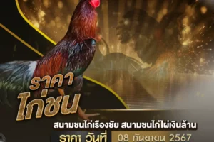 ราคาไก่ชน 08 กันยายน 2567