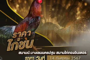 ราคาไก่ชน 14 กันยายน 2567