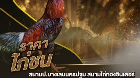 ราคาไก่ชน 14 กันยายน 2567