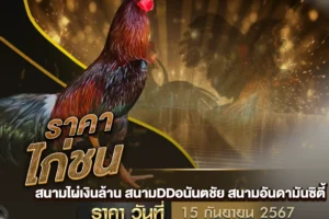 ราคาไก่ชน 15 กันยายน 2567