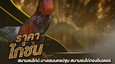 ราคาไก่ชน 28 กันยายน 2567