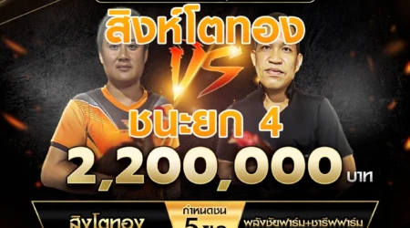 เทปไก่ชน สิงโตทอง ชนะยก 4 พลังชัยฟาร์ม+ชารีฟฟาร์ม 14 กันยายน 2567