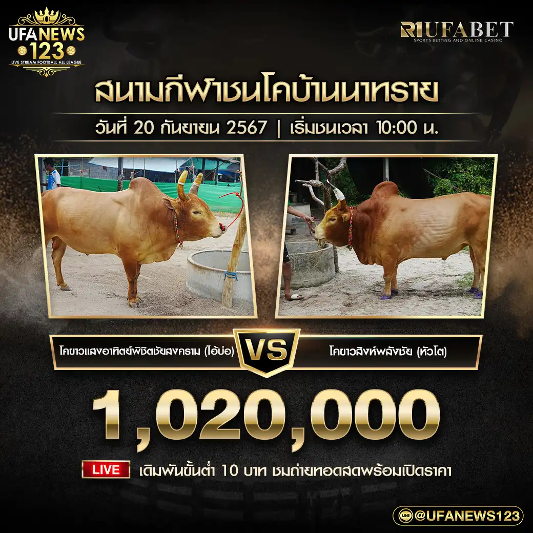 โคขาวแสงอาทิตย์พิชิตชัยสงคราม (ไอ้บ่อ) VS โคขาวสิงห์พลังชัย (หัวโต) ชิงรางวัล 1,020,000 บาท