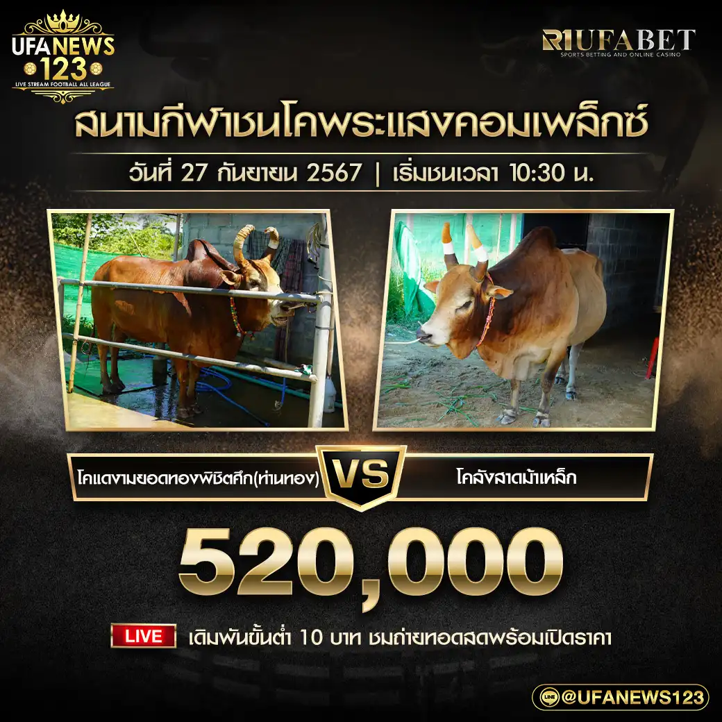 โคแดงงามยอดทองพิชิตศึก(ท่านทอง) VS โคลังสาดม้าเหล็ก ชิงรางวัล 520,000 บาท