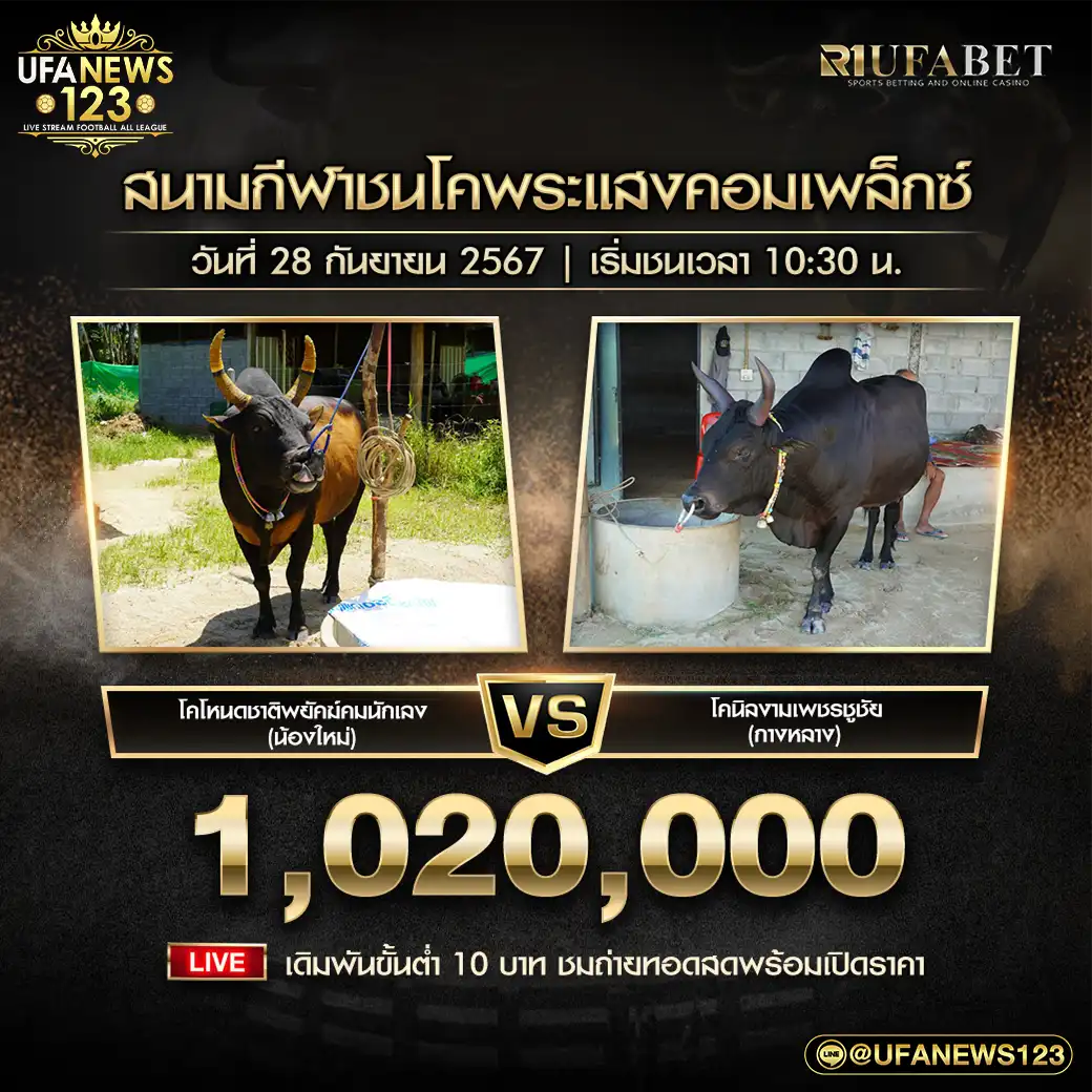 โคโหนดชาติพยัคฆ์คมนักเลง (น้องใหม่) VS โคนิลงามเพชรชูชัย (กางหลาง) ชิงรางวัล 1,020,000 บาท