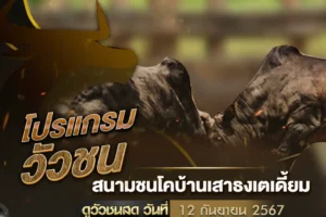 โปรแกรมวัวชน 12 กันยายน 2567