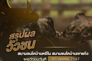 ราคาวัวชน 03 ตุลาคม 2567