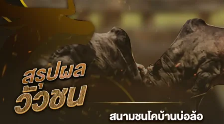 ผลวัวชน 08 ตุลาคม 2567