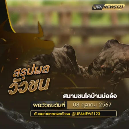 ผลวัวชน 08 ตุลาคม 2567