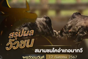 ผลวัวชน 12 ตุลาคม 2567