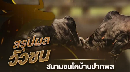 ผลวัวชน 16 ตุลาคม 2567