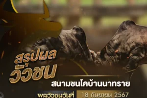 ผลวัวชน 18 ตุลาคม 2567