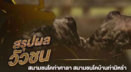 ผลวัวชน 21 ตุลาคม 2567