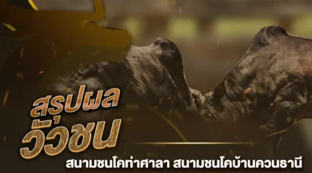 ผลวัวชน 22 ตุลาคม 2567