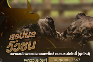 ผลวัวชน 30 ตุลาคม 2567