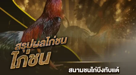 ผลไก่ชน 01 ตุลาคม 2567