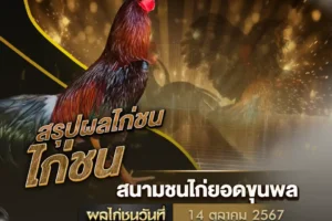 ผลไก่ชน 14 ตุลาคม 2567