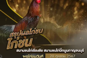 ผลไก่ชน 20 ตุลาคม 2567