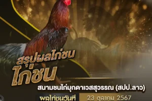 ผลไก่ชน 23 ตุลาคม 2567