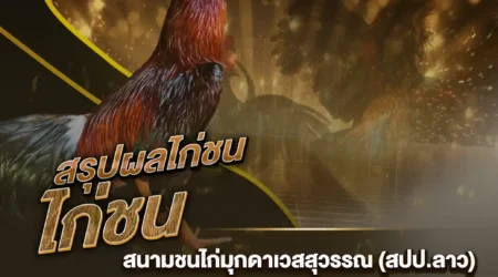 ผลไก่ชน 23 ตุลาคม 2567