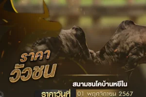 ราคาวัวชน 01 พฤศจิกายน 2567