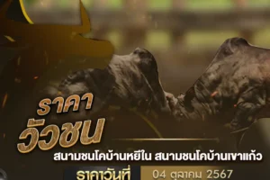 ราคาวัวชน 04 ตุลาคม 2567