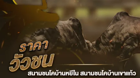 ราคาวัวชน 04 ตุลาคม 2567