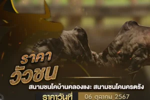 ราคาวัวชน 06 ตุลาคม 2567