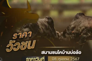 ราคาวัวชน 08 ตุลาคม 2567