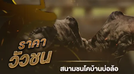 ราคาวัวชน 08 ตุลาคม 2567