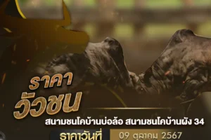 ราคาวัวชน 09 ตุลาคม 2567