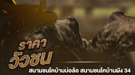 ราคาวัวชน 09 ตุลาคม 2567