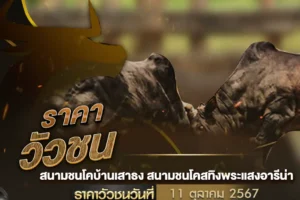 ราคาวัวชน 11 ตุลาคม 2567