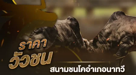 ราคาวัวชน 12 ตุลาคม 2567