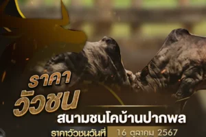 ราคาวัวชน 16 ตุลาคม 2567