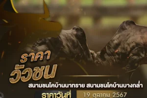 ราคาวัวชน 19 ตุลาคม 2567