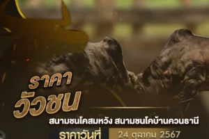 ราคาวัวชน 24 ตุลาคม 2567