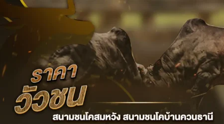 ราคาวัวชน 24 ตุลาคม 2567