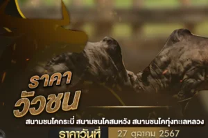 ราคาวัวชน 27 ตุลาคม 2567