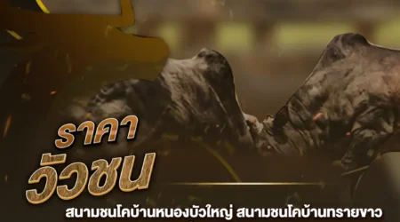 ราคาวัวชน 28 ตุลาคม 2567